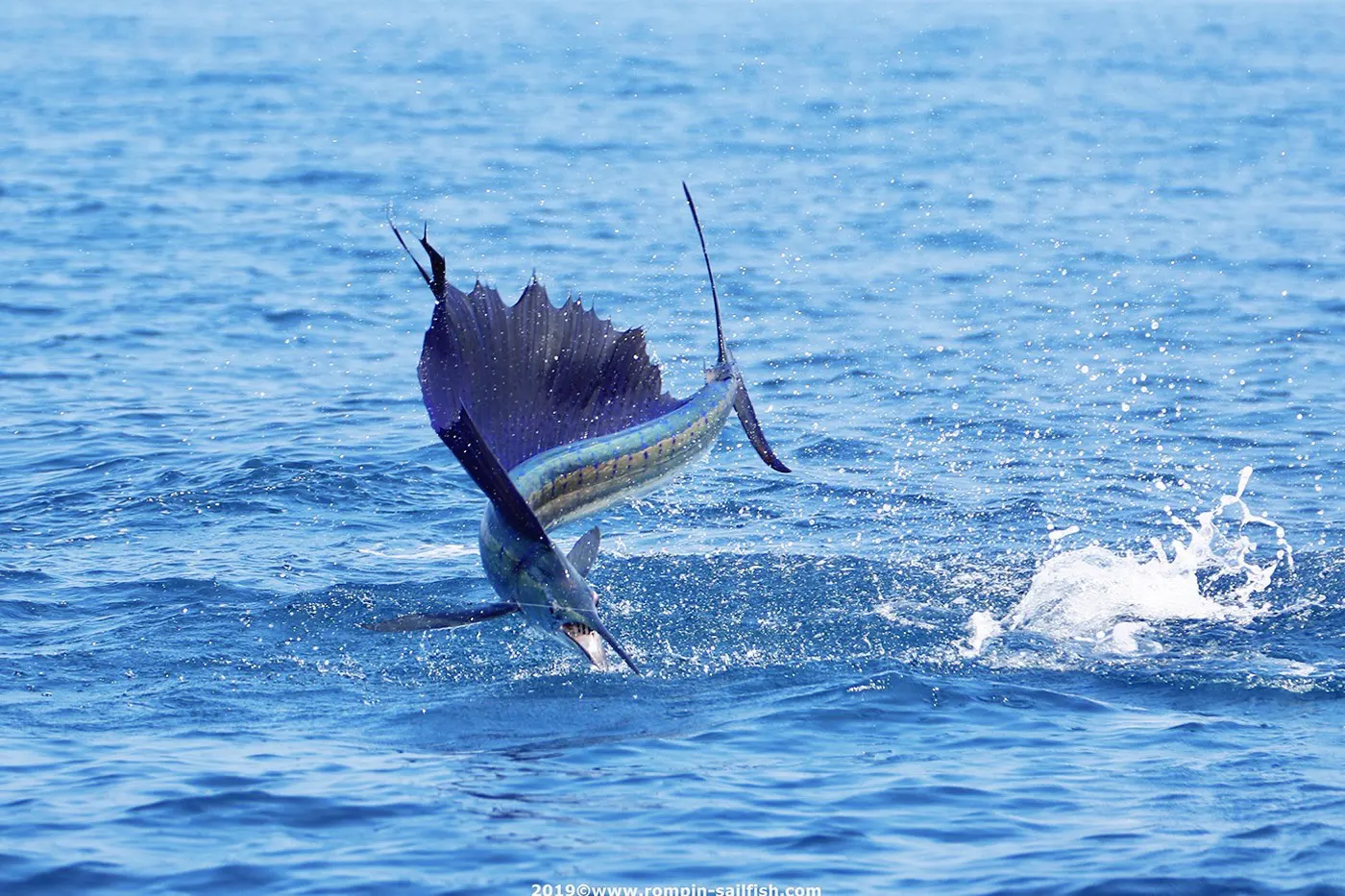 trolling fishing in playa del carmen, private fishing charter , fishing tours playa del carmen