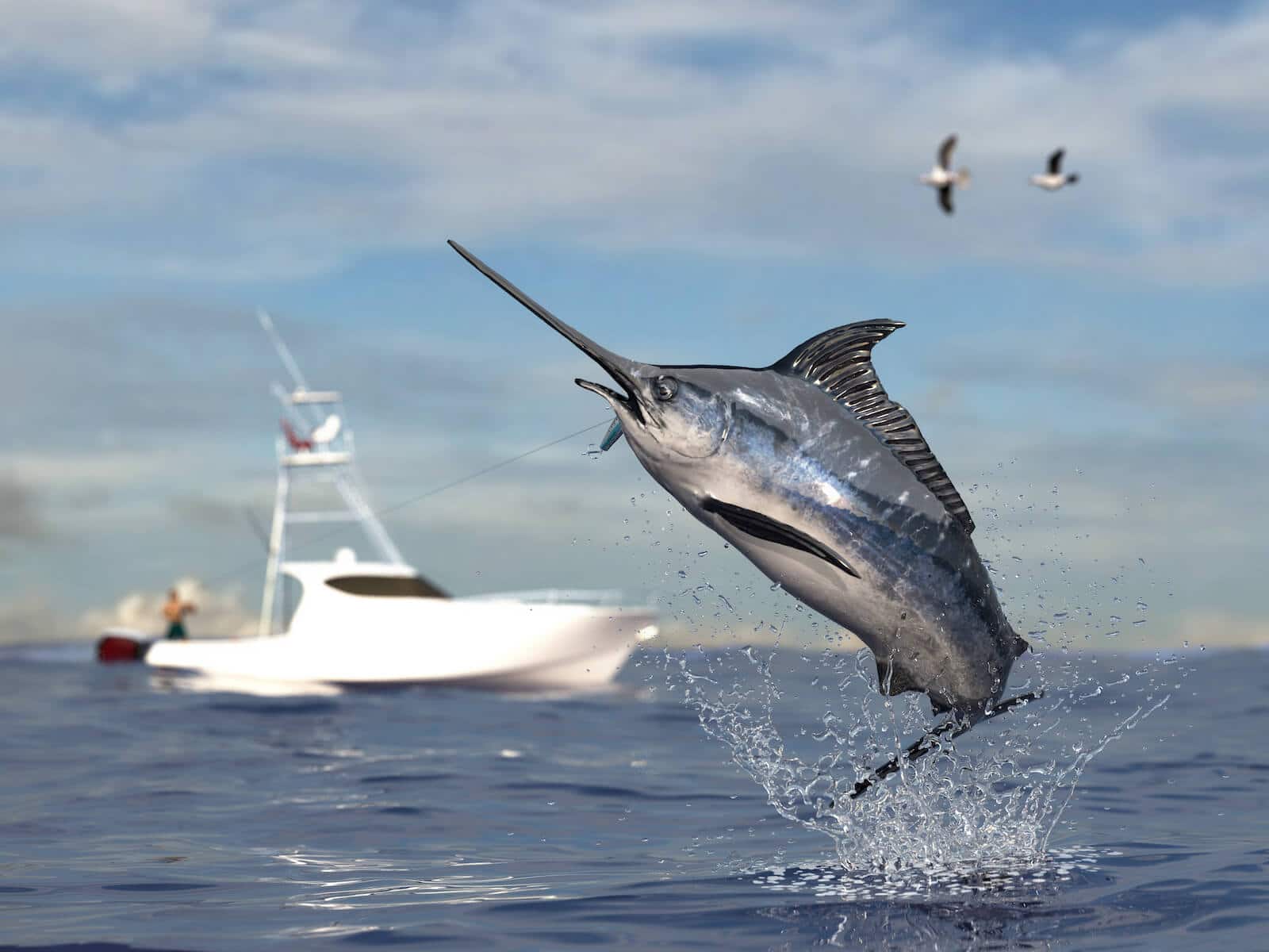 trolling fishing in playa del carmen, private fishing charter , fishing tours playa del carmen